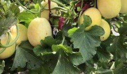 周末可以吃瓜吗,畅享美味瓜果，尽享悠闲生活