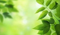 吃瓜绿色文案图片大全,吃瓜群众欢乐多——绿色文案图片大盘点