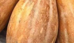 孕期梦见吃黑皮瓜,黑皮瓜的神秘寓意