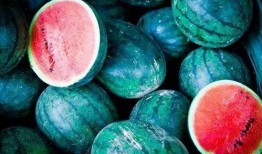 在澳洲吃瓜,探寻异国美味瓜果之旅