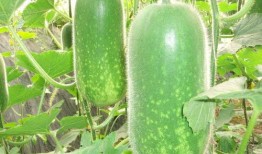 幸运吃瓜小哥视频大全,揭秘短视频界的欢乐源泉