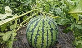 吃瓜小瓜,揭秘娱乐圈那些不为人知的幕后故事