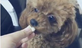 泰迪吃哈密瓜吗,哈密瓜大挑战