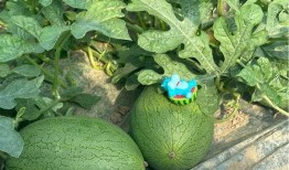 今年吃的几个瓜,笑料百出，泪点满满