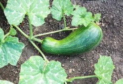 孕期可以吃瓠瓜,瓠瓜助力母婴健康