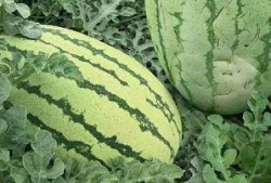 金钥瓜怎么吃,解锁美味新体验