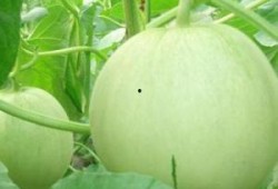 怀孕可以吃赖瓜吗,赖瓜——孕妇的天然营养佳品