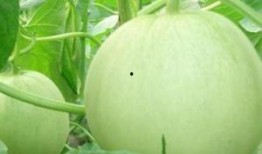 怀孕可以吃赖瓜吗,赖瓜——孕妇的天然营养佳品