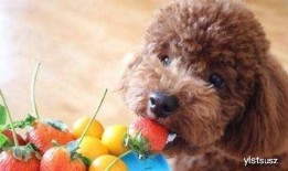 泰迪吃哈密瓜吗,哈密瓜大挑战