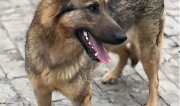 吃瓜的狼狗,揭秘娱乐圈幕后真相