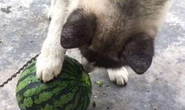 吃瓜的狼狗,揭秘娱乐圈幕后真相