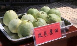 洲洲吃瓜,揭秘娱乐圈幕后故事