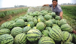 卖吃瓜群的瓜违法吗,法律边界与道德考量