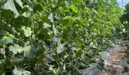 镇平吃瓜,探寻当地特色美食之旅