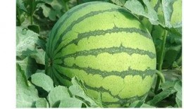 六人宿舍吃瓜,揭秘宿舍生活的酸甜苦辣