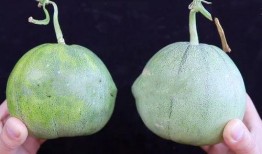 老板瓜可以怎么吃