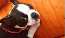 小狗可以吃洋瓜,洋瓜的甜蜜诱惑