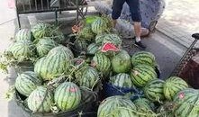 龙岩永定吃瓜事件,一场网络热议背后的真相探寻