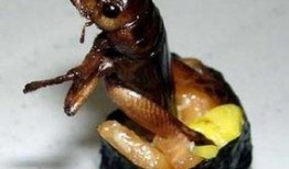 奇葩昆虫带你吃瓜,跟随奇葩昆虫探索神秘食瓜之旅