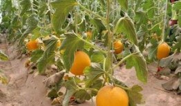 晚上可以吃蜜瓜吗,健康小确幸的甜蜜选择