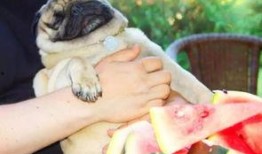 吃瓜的狼狗,揭秘娱乐圈幕后真相