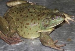 蛙导吃瓜,一场别开生面的美食之旅