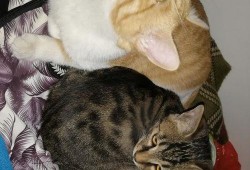 猫咪吃瓜粤语在线观看,萌宠欢乐时光在线放送