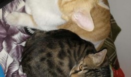 猫咪吃瓜粤语在线观看,萌宠欢乐时光在线放送