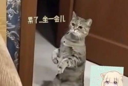 猫九吃瓜门,揭秘娱乐圈幕后真相