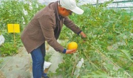 冬天里吃大瓜,冬天大瓜美食攻略