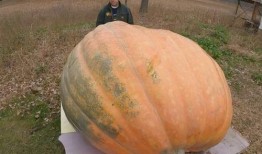 吃瓜吐烟,揭秘娱乐圈的幕后故事