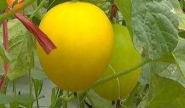 周末可以吃瓜吗,畅享美味瓜果，尽享悠闲生活