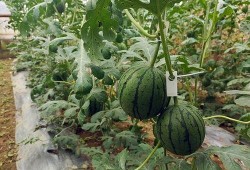 吃瓜小瓜,揭秘娱乐圈那些不为人知的幕后故事