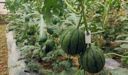 吃瓜小瓜,揭秘娱乐圈那些不为人知的幕后故事