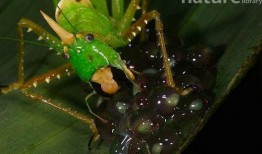 奇葩昆虫带你吃瓜,跟随奇葩昆虫探索神秘食瓜之旅