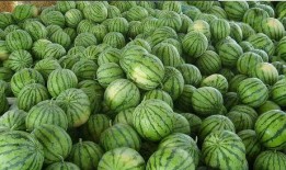 网络上可以吃瓜,揭秘热门事件背后的真相与笑料