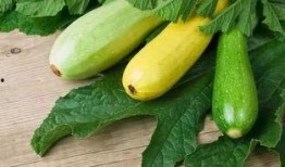痛风可以吃枕头瓜吗,枕头瓜的食用指南