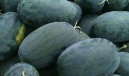 梦见吃梨瓜里有很多籽,吃梨瓜满籽的寓意与启示