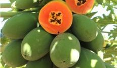 吃瓜美容养颜图片,美丽肌肤的秘密武器——吃瓜美容养颜大揭秘