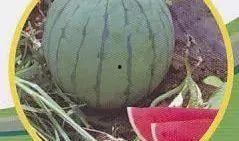 2023吃瓜事件整理,热点追踪与幕后揭秘