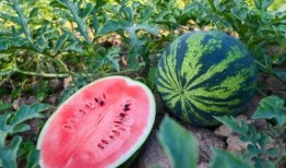 财校吃瓜,揭秘校园吃瓜背后的故事