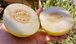 甜心分享吃瓜,揭秘娱乐圈幕后故事