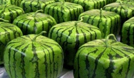 全单位吃瓜,欢乐时光尽在此刻