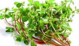 麦地里吃瓜,夏日田园的甜蜜记忆