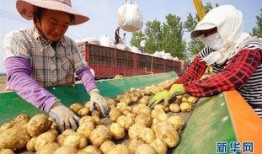 滦南县吃瓜,探寻滦南县的特色美食之旅