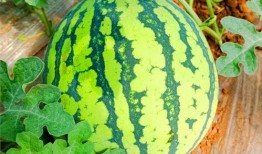 网络上可以吃瓜,揭秘热门事件背后的真相与笑料