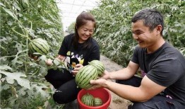 龙岩永定吃瓜事件,一场网络热议背后的真相探寻