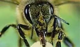 蜜蜂吃瓜吗,揭秘蜜蜂是否吃瓜的秘密