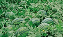 ucl吃瓜群,校园生活里的趣味与热议