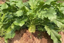 西平吃瓜视频,揭秘娱乐圈幕后故事